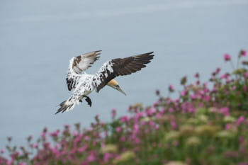 Oiseaux de mer<br>NIKON D4, 500 mm, 720 ISO,  1/2000 sec,  f : 8 